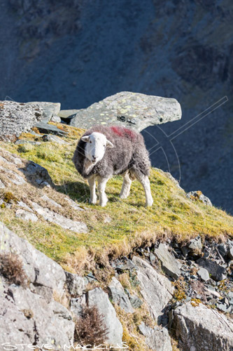 Scafell Pike Farm Herdwick Sheep - Lake District Sheep Photo - Art Prints Scafell Pike Farm Herdwick Sheep