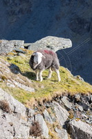 Herdy Sheep Artist, Lakeland Sheep, Herdwick Sheep Acrylic Paintings, Herdy Sketch, Herdy Sketches, Herdwick Sheep Sketch, Herdwick Sheep Art, Herdwick Sheep Oil Pastels, Herdy Art, Mixed-Media Herdy Art, Herdwick Artwork, Herdwick Sheep Oil Painting, Herdwick Sheep Art Studio, Herdies, Herdy Wall Art, Herdwick Drawings, Herdwick Wall Art, Herdwick Sheep, Herdy, Herdy Ewe, Herdwick Sheep Oil Painting, Herdwick, Lakeland Herdy Artworks, Herdwick, Place Fell, Pennington, Thornthwaite Crag, Whitehaven, Great Borne, Watermillock, Bewcastle, Gamblesby, Millom, Whiteside, Mungrisdale Common, Ennerda