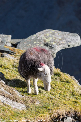 Kirkland (Frizington) Herdwick Ewe