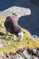 Lakeland Sheep, Herdy Sketch, Herdies, Herdy Sketches, Herdwick Sheep Acrylic Paintings, Herdwick Wall Art, Herdy, Herdwick Sheep, Herdwick Sheep Oil Painting, Lakeland Herdy Artworks, Herdwick Sheep Oil Pastels, Herdwick Sheep Sketch, Herdwick Sheep Art Studio, Herdwick Sheep Oil Painting, Herdy Wall Art, Herdwick Sheep Prints, Herdy Sheep Artist, Herdwick Artwork, Herdwick Sheep Art, Herdwick, Herdwick, Herdwick Drawings, Herdy Art, Herdy Ewe, Yoke, Durdar, Grange Fell, Stanah, Hale, Gavel Fell, Millom, Angletarn Pikes, Walton, Backbarrow, Long Side, Kirkland (Penrith), Walla Crag,  Lake Dis