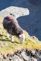 Herdwick Sheep Art, Herdwick, Herdwick Drawings, Herdwick Sheep Oil Painting, Herdy Sketches, Herdwick Sheep Art Studio, Herdy Sheep Artist, Herdy Art, Herdwick Wall Art, Herdwick Sheep Oil Painting, Herdy Sketch, Herdwick Sheep Acrylic Paintings, Herdy Ewe, Herdy Wall Art, Herdwick Sheep Oil Pastels, Herdies, Herdwick Sheep Sketch, Herdwick Artwork, Lakeland Herdy Artworks, Herdwick, Herdy, Mixed-Media Herdy Art, Lakeland Sheep, Herdwick Sheep, Scar Crags, High Newton, Ponsonby, Holmrook, Ireleth, Flookburgh, Longlands, Dalston, Ireby, Cark (Cartmel), Broughton Mills, Bowscale, Watch Hill, Br