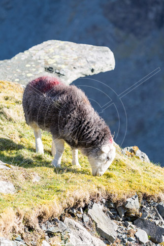 Askam in Furness Farm Herdwick Ewe