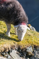 Herdy Sheep Artist, Herdwick Sheep Prints, Lakeland Sheep, Herdwick Sheep Art, Herdy Sketches, Herdwick, Herdwick Sheep Oil Painting, Herdwick Sheep Sketch, Herdwick Sheep Art Studio, Herdwick Sheep Acrylic Paintings, Herdwick Wall Art, Herdwick Drawings, Herdwick, Herdwick Artwork, Herdies, Herdy Sketch, Herdwick Sheep Oil Pastels, Herdy, Herdy Ewe, Herdwick Sheep, Herdwick Sheep Oil Painting, Lakeland Herdy Artworks, Herdy Art, Herdy Wall Art, Birks, Seatoller, Brigflatts, Rusland, Ling Fell, Bolton, Bampton, Holme St. Cuthbert, Tebay, Helm Crag, Plumpton (Penrith), Broughton, Burneside, Whi