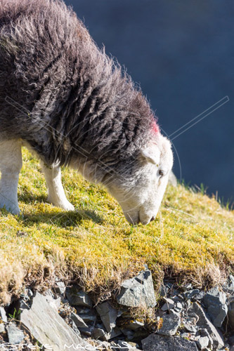 Ambleside Farm Herdwick Sheep - Lake District Sheep Photo - Art Prints Ambleside Farm Herdwick Sheep