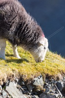 Herdy Art, Herdwick Artwork, Lakeland Sheep, Lakeland Herdy Artworks, Herdwick Drawings, Herdwick, Herdwick Sheep Art Studio, Herdwick Sheep Sketch, Herdies, Herdy Sketch, Herdwick Sheep, Mixed-Media Herdy Art, Herdy Wall Art, Herdwick Sheep Oil Painting, Herdy Sheep Artist, Herdwick Wall Art, Herdwick Sheep Prints, Herdy Ewe, Herdwick Sheep Art, Herdy Sketches, Herdwick Sheep Oil Painting, Herdwick Sheep Acrylic Paintings, Herdwick, Herdy, Kendal, Kirkby Lonsdale, Seatallan, Carl Side, Maulds Meaburn, Bowscale, Slate Fell, Robinson, Aglionby, Ireby, Grayrigg Forest, Great Rigg, Lorton (High a