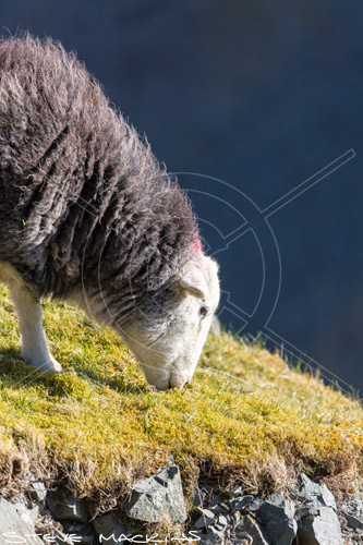 Uldale Valley Herdwick Ewe