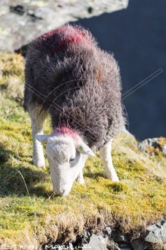 High Tove Herdwick Ewe