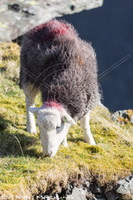 Herdwick Sheep Sketch, Lakeland Sheep, Herdwick Wall Art, Mixed-Media Herdy Art, Herdwick Sheep, Herdwick Sheep Art Studio, Herdwick Sheep Acrylic Paintings, Lakeland Herdy Artworks, Herdy, Herdwick Sheep Oil Painting, Herdies, Herdwick Sheep Oil Pastels, Herdwick Sheep Oil Painting, Herdy Sheep Artist, Herdwick, Herdy Art, Herdwick Sheep Art, Herdwick Artwork, Herdy Ewe, Herdy Sketches, Herdwick Sheep Prints, Herdwick, Herdy Sketch, Herdwick Drawings, Bannerdale Crags, Seatoller, Alston, Rosthwaite Fell, Ireleth, Esk Pike, Loft Crag, Asby (Workington), Swinside, Patterdale, Black Fell, Talkin