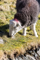 Herdwick Sheep Acrylic Paintings, Herdwick Drawings, Herdy Ewe, Herdy Sketches, Herdwick Sheep Oil Painting, Herdwick Sheep Oil Pastels, Herdwick Sheep, Herdy, Lakeland Sheep, Herdwick Wall Art, Mixed-Media Herdy Art, Herdwick Sheep Prints, Herdy Sketch, Lakeland Herdy Artworks, Herdwick Sheep Art Studio, Herdies, Herdwick Sheep Oil Painting, Herdwick Sheep Sketch, Herdwick, Herdy Sheep Artist, Herdwick, Herdy Art, Herdwick Artwork, Herdwick Sheep Art, Great Crosthwaite, Newby Bridge, Buttermere, Colby, Middleton, Gleaston, Sheffield Pike, Grayrigg Forest, Elterwater, Seat Sandal, Warwick Brid