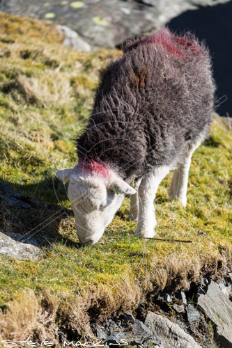 Raughton Head Valley Herdwick Sheep - Lake District Sheep Photo - Art Prints Raughton Head Valley Herdwick Sheep