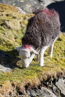 Herdy Ewe, Herdy Sketches, Herdwick Sheep, Herdy Sketch, Herdwick Drawings, Herdy Wall Art, Herdy Sheep Artist, Herdwick, Lakeland Sheep, Herdwick Sheep Oil Painting, Herdwick Sheep Prints, Herdwick Wall Art, Herdy, Lakeland Herdy Artworks, Herdwick Sheep Oil Pastels, Herdwick Sheep Art Studio, Herdwick Artwork, Herdy Art, Herdwick Sheep Sketch, Herdies, Herdwick, Herdwick Sheep Art, Mixed-Media Herdy Art, Herdwick Sheep Acrylic Paintings, Gibson Knott, Low Pike, Brandreth, Aikton, Santon Bridge, Great Rigg, Kidsty Pike, Old Hutton, Bowfell, Rottington, Croglin, Greystoke,  Lake District.