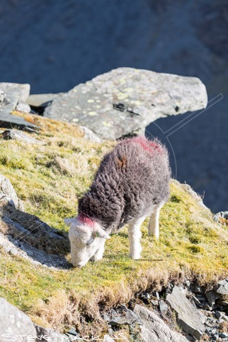 Bampton Herdwick Ewe