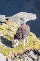 Herdwick, Herdwick Sheep Art Studio, Herdwick Sheep Sketch, Herdy Wall Art, Herdy, Lakeland Sheep, Herdy Sheep Artist, Herdies, Herdwick Sheep Oil Painting, Herdwick Sheep, Lakeland Herdy Artworks, Herdwick Drawings, Herdwick Wall Art, Herdy Ewe, Herdwick Artwork, Herdwick, Herdy Art, Herdy Sketch, Herdwick Sheep Art, Herdwick Sheep Acrylic Paintings, Herdy Sketches, Herdwick Sheep Oil Pastels, Herdwick Sheep Oil Painting, Herdwick Sheep Prints, Yewbarrow, Cumdivock, Blencathra, Carlisle, Dalston, Portinscale, Colton, Pike of Blisco, Milnthorpe, Bridekirk, Hale, Applethwaite, Edenhall, Salkeld