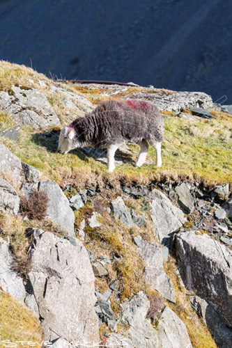 Broom Fell Herdwick