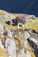 Herdy Art, Herdy Ewe, Herdwick Artwork, Herdwick Sheep Acrylic Paintings, Herdy Sheep Artist, Herdwick Sheep Oil Painting, Herdwick, Herdwick Sheep Oil Pastels, Herdwick Wall Art, Lakeland Herdy Artworks, Herdwick, Herdy, Herdy Sketches, Herdies, Herdwick Sheep, Herdwick Sheep Art Studio, Herdwick Sheep Oil Painting, Herdy Sketch, Herdwick Sheep Art, Lakeland Sheep, Mixed-Media Herdy Art, Herdwick Sheep Prints, Herdy Wall Art, Herdwick Drawings, Old Hutton, Tirril, Kirkbampton, Castle Carrock, Chapel Stile, Eaglesfield, Baycliff, Ling Fell, Scafell Pike, Spark Bridge, Rampsgill Head, Caw Fell,