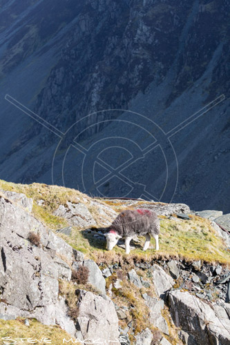 Vickerstown Valley Herdwick