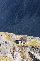 Herdwick Wall Art, Herdy Art, Herdy Sketch, Herdy Sheep Artist, Herdy, Lakeland Sheep, Herdy Ewe, Herdwick Drawings, Herdy Wall Art, Herdwick Artwork, Herdy Sketches, Herdwick Sheep Sketch, Herdwick Sheep, Herdwick Sheep Oil Painting, Mixed-Media Herdy Art, Herdwick Sheep Oil Painting, Herdwick Sheep Oil Pastels, Herdies, Herdwick Sheep Art, Herdwick, Herdwick, Lakeland Herdy Artworks, Herdwick Sheep Art Studio, Herdwick Sheep Acrylic Paintings, Aglionby, Seat Sandal, Grey Friar, Little Langdale, Ponsonby, Ill Bell, Stybarrow Dodd, Caldbeck, Walla Crag, Mealsgate, Middleton, Lorton (High and L