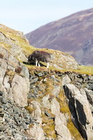 Herdwick Artwork, Herdwick Sheep Oil Painting, Herdy Ewe, Herdy Sketch, Herdwick Drawings, Herdwick Sheep Art Studio, Herdwick Sheep Oil Pastels, Herdwick Sheep Sketch, Herdwick, Herdy Sheep Artist, Herdies, Lakeland Sheep, Mixed-Media Herdy Art, Herdy Wall Art, Herdwick, Herdy Art, Herdwick Sheep Art, Herdwick Sheep Prints, Herdwick Sheep, Herdy, Herdy Sketches, Herdwick Sheep Oil Painting, Herdwick Wall Art, Lakeland Herdy Artworks, Fellbarrow, Great Ormside, Lorton (High and Low), Farlam, Thurstonfield, Great Sca Fell, Hartsop above How, Boltongate, Old Hutton, Lank Rigg, Dalston, Low Wood,