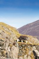 Herdwick, Herdy, Herdy Sheep Artist, Herdwick Sheep Sketch, Herdwick Sheep Oil Painting, Herdwick Wall Art, Herdies, Herdwick Drawings, Herdwick, Mixed-Media Herdy Art, Herdy Ewe, Herdy Art, Herdwick Sheep Prints, Herdwick Sheep Oil Pastels, Herdy Sketches, Lakeland Herdy Artworks, Herdwick Sheep Art Studio, Herdwick Sheep, Herdwick Sheep Oil Painting, Herdwick Artwork, Herdwick Sheep Art, Herdy Sketch, Herdwick Sheep Acrylic Paintings, Lakeland Sheep, Hensingham, Little Mell Fell, Walton, Dacre, Dent, Blackford, Pavey Ark, Holme St. Cuthbert, High Raise, Dalton-in-Furness, Knock, Great Strick