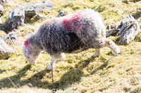 Herdy Sketches, Herdy Sheep Artist, Mixed-Media Herdy Art, Herdwick, Herdy Wall Art, Herdwick Sheep Oil Painting, Herdwick Sheep Oil Pastels, Herdwick Sheep Acrylic Paintings, Lakeland Sheep, Herdwick Artwork, Herdy Art, Herdy Ewe, Herdwick, Herdwick Sheep Oil Painting, Herdwick Sheep Art, Herdwick Wall Art, Herdwick Sheep, Herdy Sketch, Herdwick Sheep Art Studio, Herdwick Sheep Sketch, Lakeland Herdy Artworks, Herdies, Herdy, Herdwick Sheep Prints, Distington, Angletarn Pikes, Yoke, Sergeant Man, Green Gable, Gleaston, Castle Carrock, Thurstonfield, Swarthmoor, Drigg, Grinsdale, Ulpha, Stone 