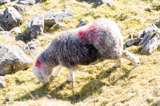 Ravenglass Farm Herdwick Ewe - Lake District Sheep Photo - Art Prints Ravenglass Farm Herdwick Ewe