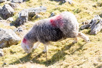 Lakeland Herdy Artworks, Herdwick Sheep Oil Painting, Herdwick, Herdwick Sheep Art, Herdy, Herdwick Sheep Art Studio, Herdwick Sheep Acrylic Paintings, Herdy Sheep Artist, Herdy Wall Art, Herdwick Sheep Oil Painting, Herdy Sketches, Lakeland Sheep, Herdy Sketch, Herdies, Herdwick, Herdy Art, Herdwick Sheep Oil Pastels, Herdwick Sheep Prints, Herdwick Sheep Sketch, Mixed-Media Herdy Art, Herdwick Artwork, Herdwick Sheep, Herdy Ewe, Herdwick Wall Art, Mardale Ill Bell, Kirkby Thore, Whitbeck, Souther Fell, Longlands Fell, Dove Crag, Knott Rigg, Wythburn, Kirkland (Penrith), Windermere, Dockray, 