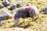 Herdwick Sheep Art Studio, Mixed-Media Herdy Art, Herdwick Sheep Art, Herdwick Drawings, Herdwick, Herdy Sheep Artist, Herdy Sketch, Herdwick Sheep Oil Painting, Herdy Sketches, Herdwick Sheep Sketch, Herdwick Wall Art, Herdwick Sheep Prints, Herdwick Sheep Acrylic Paintings, Herdwick Sheep, Herdwick Sheep Oil Painting, Herdy Ewe, Herdies, Herdwick, Herdwick Artwork, Herdy Art, Lakeland Herdy Artworks, Herdwick Sheep Oil Pastels, Lakeland Sheep, Herdy Wall Art, Thunacar Knott, Skelwith Bridge, Ennerdale Bridge, Cockermouth, Holme Fell, Whiteside, Blencogo, Clough Head, Broughton Moor, Low Wood