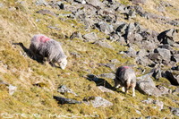 Herdy Sheep Artist, Lakeland Herdy Artworks, Herdwick Sheep Oil Painting, Herdies, Lakeland Sheep, Mixed-Media Herdy Art, Herdwick Drawings, Herdwick Sheep, Herdwick Sheep Sketch, Herdwick Sheep Art Studio, Herdwick, Herdwick Sheep Prints, Herdy Wall Art, Herdwick Sheep Oil Pastels, Herdwick Sheep Acrylic Paintings, Herdy Ewe, Herdwick Artwork, Herdy, Herdwick, Herdwick Sheep Art, Herdwick Wall Art, Herdwick Sheep Oil Painting, Herdy Sketches, Herdy Sketch, Rampside, Bannerdale Crags, Crosby (Maryport), Sedgwick, Little Langdale, Grisedale Pike, Cumwhinton, Beaumont, Lorton (High and Low), Wyt