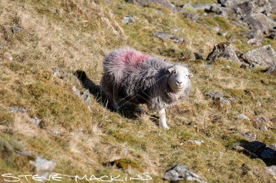 Croglin Valley Herdwick Ewe