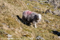 Herdwick Sheep Oil Painting, Herdy Wall Art, Herdy Ewe, Herdy, Herdwick Sheep Art, Herdwick Wall Art, Herdwick Sheep Oil Pastels, Mixed-Media Herdy Art, Herdwick, Herdwick Sheep, Herdy Art, Herdy Sketch, Lakeland Sheep, Herdwick Sheep Acrylic Paintings, Lakeland Herdy Artworks, Herdwick Sheep Oil Painting, Herdy Sketches, Herdwick Drawings, Herdwick Sheep Sketch, Herdwick, Herdwick Sheep Prints, Herdies, Herdwick Sheep Art Studio, Herdwick Artwork, Shipman Knotts, Seat Sandal, Thursby, Coniston Old Man, Wasdale Head, Applethwaite, Talkin, Langwathby, Biggar, Branstree, Orton, Barrows Green, Ca