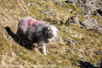 Herdy Wall Art, Herdy, Herdwick, Mixed-Media Herdy Art, Herdy Sheep Artist, Herdwick Sheep Acrylic Paintings, Herdwick Sheep, Herdwick Sheep Oil Pastels, Herdwick, Herdwick Sheep Sketch, Lakeland Sheep, Herdy Sketch, Herdies, Herdy Ewe, Herdwick Sheep Art Studio, Herdy Art, Herdy Sketches, Herdwick Artwork, Herdwick Drawings, Lakeland Herdy Artworks, Herdwick Sheep Oil Painting, Herdwick Sheep Art, Herdwick Sheep Oil Painting, Herdwick Wall Art, Broughton in Furness, Far Sawrey, Walton, Mardale Ill Bell, Witherslack, Gray Crag, Calthwaite, Uldale, Dearham, Brougham, Ulverston, Mungrisdale Comm