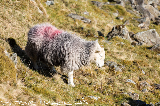 Cumrew Herdwick - Lake District Sheep Photo - Art Prints Cumrew Herdwick