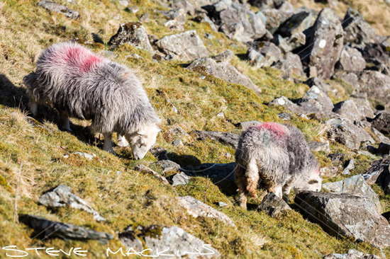 Swirl How Farm Herdwick Ewe