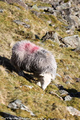 Eel Crag (Crag Hill) Field Herdwick