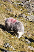 Herdy Sketch, Lakeland Herdy Artworks, Herdwick Sheep Art Studio, Herdwick Sheep Oil Pastels, Herdwick, Herdwick Sheep Oil Painting, Herdy Art, Herdwick Sheep Prints, Herdwick Drawings, Herdwick Sheep Oil Painting, Herdwick Artwork, Herdies, Mixed-Media Herdy Art, Herdwick Wall Art, Lakeland Sheep, Herdwick Sheep Art, Herdy Wall Art, Herdy Sketches, Herdwick Sheep Acrylic Paintings, Herdwick Sheep Sketch, Herdwick Sheep, Herdy, Herdwick, Herdy Ewe, Talkin, Glenridding, Kirkby Thore, High Hartsop Dodd, Beetham, Greystoke, Firbank Fell, Lakeside, Vickerstown, Kirkoswald, Clifton, Skelton, Seathw