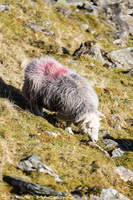 Herdy Sketches, Herdwick Sheep, Lakeland Sheep, Herdy Art, Herdwick Wall Art, Herdwick Sheep Oil Painting, Herdies, Mixed-Media Herdy Art, Herdwick Drawings, Lakeland Herdy Artworks, Herdwick Sheep Prints, Herdy Ewe, Herdwick Sheep Oil Painting, Herdwick Sheep Art, Herdwick Sheep Sketch, Herdy Wall Art, Herdwick Sheep Art Studio, Herdwick Artwork, Herdy Sheep Artist, Herdwick Sheep Oil Pastels, Herdwick Sheep Acrylic Paintings, Herdy Sketch, Herdy, Herdwick, Wigton, Blea Rigg, Allonby, Whitehaven, Hilton, Little Strickland, Maiden Moor, Martindale, Frizington, Broughton Mills, Ill Bell, Irthin