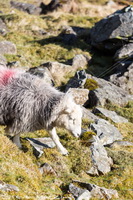 Lakeland Herdy Artworks, Herdwick Sheep Art, Herdwick Sheep Oil Painting, Herdwick Sheep Oil Pastels, Herdy Art, Herdy Ewe, Herdwick Drawings, Herdwick Wall Art, Herdwick Sheep, Herdwick Sheep Art Studio, Herdwick Sheep Acrylic Paintings, Herdy Sketches, Herdy Sketch, Herdy Wall Art, Herdies, Herdy Sheep Artist, Herdy, Mixed-Media Herdy Art, Herdwick Sheep Sketch, Herdwick Sheep Prints, Herdwick Sheep Oil Painting, Herdwick, Lakeland Sheep, Herdwick, Sebergham, Crosscanonby, Pennington, Ayside, Spark Bridge, Camerton, Lake District, Scoat Fell, Birker Fell, Watendlath, Carrock Fell, Dow Crag, 