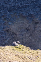 Herdwick Sheep Prints, Herdwick Wall Art, Herdwick Sheep Oil Painting, Herdwick Sheep Art Studio, Lakeland Sheep, Lakeland Herdy Artworks, Herdies, Herdwick Sheep Oil Pastels, Herdy Ewe, Herdwick, Herdwick Sheep Acrylic Paintings, Herdwick Sheep Oil Painting, Herdy, Mixed-Media Herdy Art, Herdy Sheep Artist, Herdwick Artwork, Herdy Sketch, Herdwick Sheep, Herdy Wall Art, Herdwick Sheep Sketch, Herdwick, Herdy Sketches, Herdwick Drawings, Herdy Art, Scafell Pike, Holker, Drumburgh, Rottington, Blindcrake, Lake District, Crosby Garrett, Great Asby, Cumwhinton, Abbeytown, Eel Crag (Crag Hill), Wy