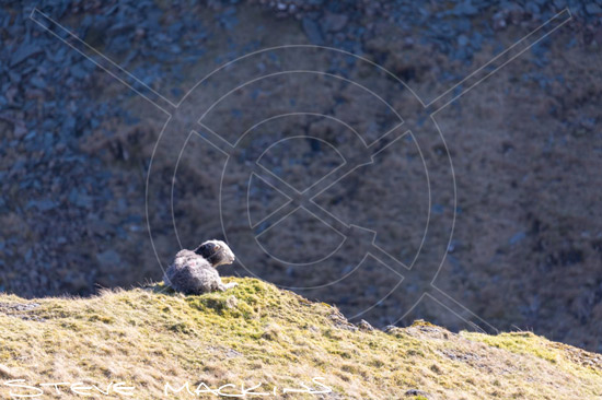 Brim Fell Herdwick Ewe