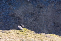 Herdwick Wall Art, Herdy Sheep Artist, Herdwick Sheep, Herdwick Sheep Oil Pastels, Herdwick Drawings, Herdy Sketches, Herdwick Sheep Art, Lakeland Herdy Artworks, Herdy Sketch, Herdwick Sheep Sketch, Herdwick, Herdy Wall Art, Herdwick Sheep Oil Painting, Lakeland Sheep, Mixed-Media Herdy Art, Herdwick Sheep Acrylic Paintings, Herdwick Sheep Oil Painting, Herdy Art, Herdwick Sheep Art Studio, Herdwick Artwork, Herdy, Herdwick, Herdies, Herdy Ewe, Great Crosthwaite, Arkleby, Greystoke, Kirkbride, Spark Bridge, Grasmere, Hart Side, Langwathby, Skiddaw, Lowther, Melmerby, Waterhead, Sandwith,  Lak