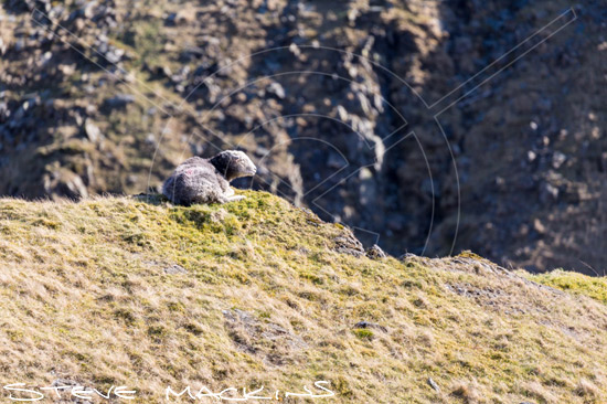 Grisedale Pike Farm Herdwick Ewe