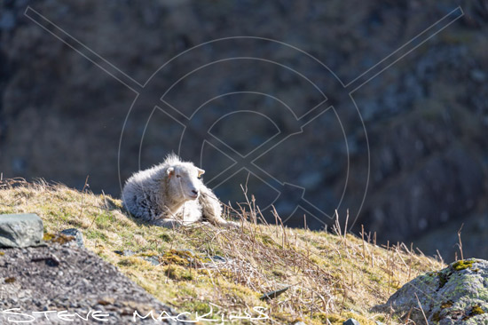 Sergeant Man Valley Herdwick Sheep - Lake District Sheep Photo - Art Prints Sergeant Man Valley Herdwick Sheep
