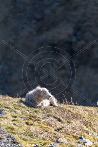 Clough Head Herdwick Ewe