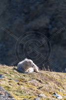 Herdwick Sheep Prints, Herdwick Sheep Art, Herdwick, Herdwick Drawings, Herdwick Sheep Oil Painting, Herdwick Sheep, Herdwick Sheep Oil Painting, Herdy, Herdy Sheep Artist, Herdy Sketch, Herdwick Sheep Acrylic Paintings, Herdwick, Herdwick Artwork, Herdwick Wall Art, Herdy Ewe, Herdy Wall Art, Herdy Sketches, Herdwick Sheep Oil Pastels, Lakeland Sheep, Herdies, Herdwick Sheep Art Studio, Herdy Art, Lakeland Herdy Artworks, Herdwick Sheep Sketch, Colthouse, Colton, Glaramara, Armboth Fell, Broom Fell, Kentmere, Near Sawrey, Orthwaite, Troutbeck Tongue, Scafell Pike, Seathwaite Fell, Cumrew, Fir