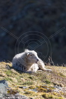 Herdy Sketch, Herdwick Drawings, Herdwick Sheep Oil Pastels, Mixed-Media Herdy Art, Herdwick Sheep, Herdies, Herdwick Sheep Oil Painting, Herdwick Wall Art, Herdwick Sheep Prints, Herdwick Sheep Art, Herdwick, Lakeland Sheep, Herdy Wall Art, Herdy Ewe, Herdy, Herdwick Sheep Sketch, Herdwick Artwork, Herdwick Sheep Acrylic Paintings, Lakeland Herdy Artworks, Herdwick Sheep Art Studio, Herdwick Sheep Oil Painting, Herdwick, Herdy Sheep Artist, Herdy Art, Greendale, Eskdale Green, Wandope, Thurstonfield, Endmoor, Great Borne, Hale, Braithwaite, Bigrigg, Yoke, Maryport, Mardale Ill Bell, Seat Sand