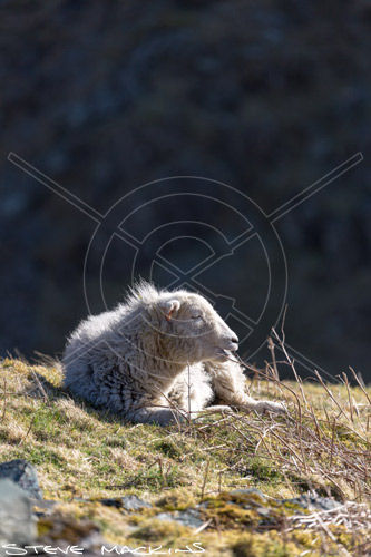 Branstree Farm Herdwick