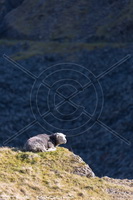 Herdwick Artwork, Herdwick Sheep Prints, Herdwick Sheep Oil Pastels, Herdwick Sheep Art, Herdy Ewe, Herdwick Drawings, Herdwick Wall Art, Herdwick Sheep Art Studio, Herdwick Sheep Oil Painting, Herdy, Herdwick, Herdwick Sheep Sketch, Herdwick Sheep Oil Painting, Herdy Sketch, Herdies, Herdwick, Herdwick Sheep, Herdy Wall Art, Mixed-Media Herdy Art, Herdy Sheep Artist, Herdy Art, Herdy Sketches, Lakeland Herdy Artworks, Lakeland Sheep, Dalston, Parsonby, Grey Crag, Catstycam, Broughton in Furness, Crosby Ravensworth, Burgh by Sands, Dendron, Long Side, Dent, Seascale, Hopegill Head, Ousby, Brai