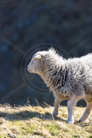 Herdy Sheep Artist, Herdy Sketches, Lakeland Sheep, Herdwick Sheep Prints, Herdy Art, Herdy Sketch, Herdy, Herdwick Wall Art, Herdwick Sheep Art Studio, Herdwick Sheep Sketch, Mixed-Media Herdy Art, Herdy Ewe, Herdwick Artwork, Herdwick Sheep Oil Painting, Herdwick Sheep Oil Pastels, Herdwick Drawings, Herdwick Sheep Oil Painting, Herdwick Sheep, Herdies, Lakeland Herdy Artworks, Herdwick, Herdwick, Herdwick Sheep Acrylic Paintings, Herdwick Sheep Art, Crooklands, Killington, Cleator Moor, Lazonby, Patterdale, Houghton, Baycliff, Ard Crags, Yoke, Boustead Hill, Kirkcambeck, Skiddaw Little Man,