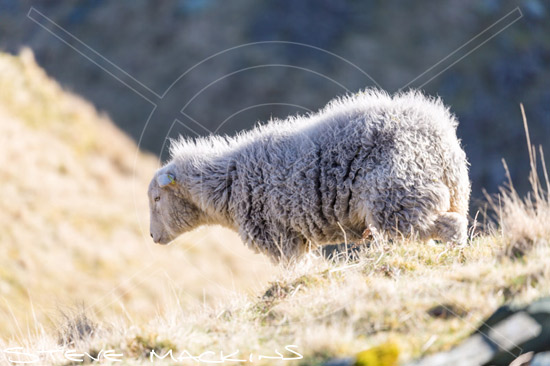 Kirkhouse Field Herdwick Ewe