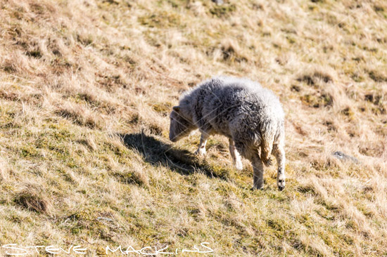 Rowrah Herdwick